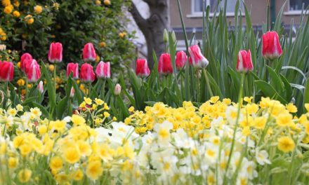 Leia mais sobre o artigo Preparação para o Jardim na Primavera: O Que Você Precisa Fazer Para se Preparar para Cultivar