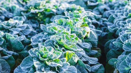 Leia mais sobre o artigo 13 Vegetais e Ervas de Inverno Que Crescem na Neve