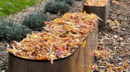 Leia mais sobre o artigo Você Pode Usar Folhas de Outono para Encher Canteiros Elevados?