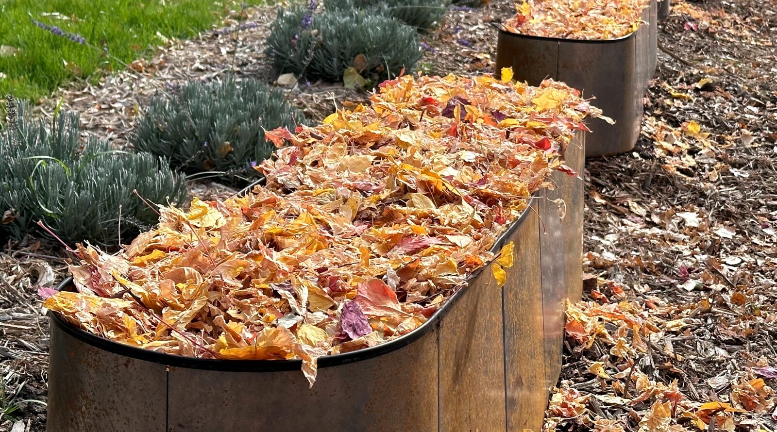 Você está visualizando atualmente Você Pode Usar Folhas de Outono para Encher Canteiros Elevados?