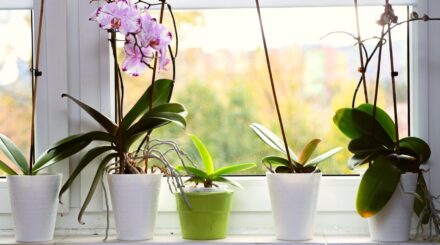 Leia mais sobre o artigo Why Isn’t My Orchid Blooming?