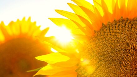 Leia mais sobre o artigo Qual é a Diferença Entre Sol Pleno e Sol Direto?