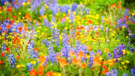 Leia mais sobre o artigo Como Plantar e Cultivar um Jardim de Flores Silvestres a Partir de Sementes