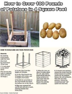 Leia mais sobre o artigo Como Cultivar 100 Libras de Batatas em 4 Pés Quadrados