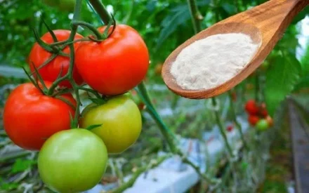 Leia mais sobre o artigo Como Adoçar Seus Tomates Usando Bicarbonato de Sódio