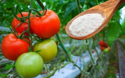 Você está visualizando atualmente Como Adoçar Seus Tomates Usando Bicarbonato de Sódio