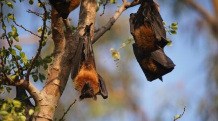 Leia mais sobre o artigo O Guano de Morcego é Seguro para Usar no Jardim?