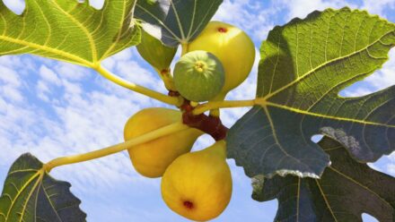 Leia mais sobre o artigo Como Plantar, Cultivar e Cuidar de Figos Yellow Long Neck