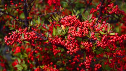 Leia mais sobre o artigo 16 Arbustos de Jardim Bonitos com Bagas Vermelhas