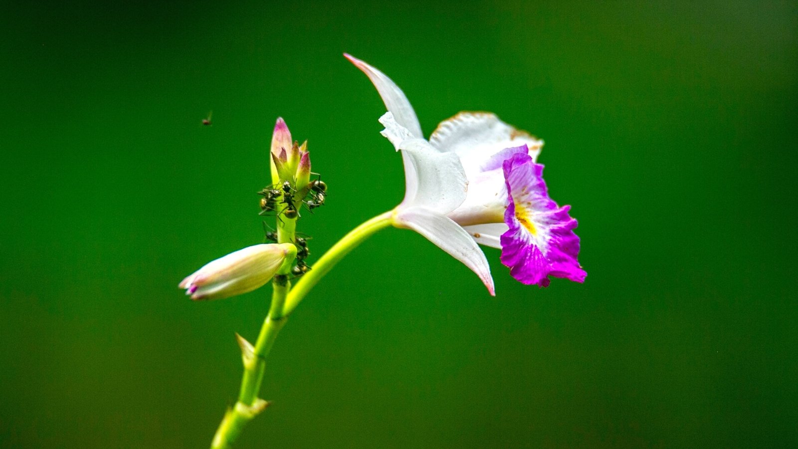 Você está visualizando atualmente Por Que Há Formigas Rastejando nas Minhas Orquídeas?