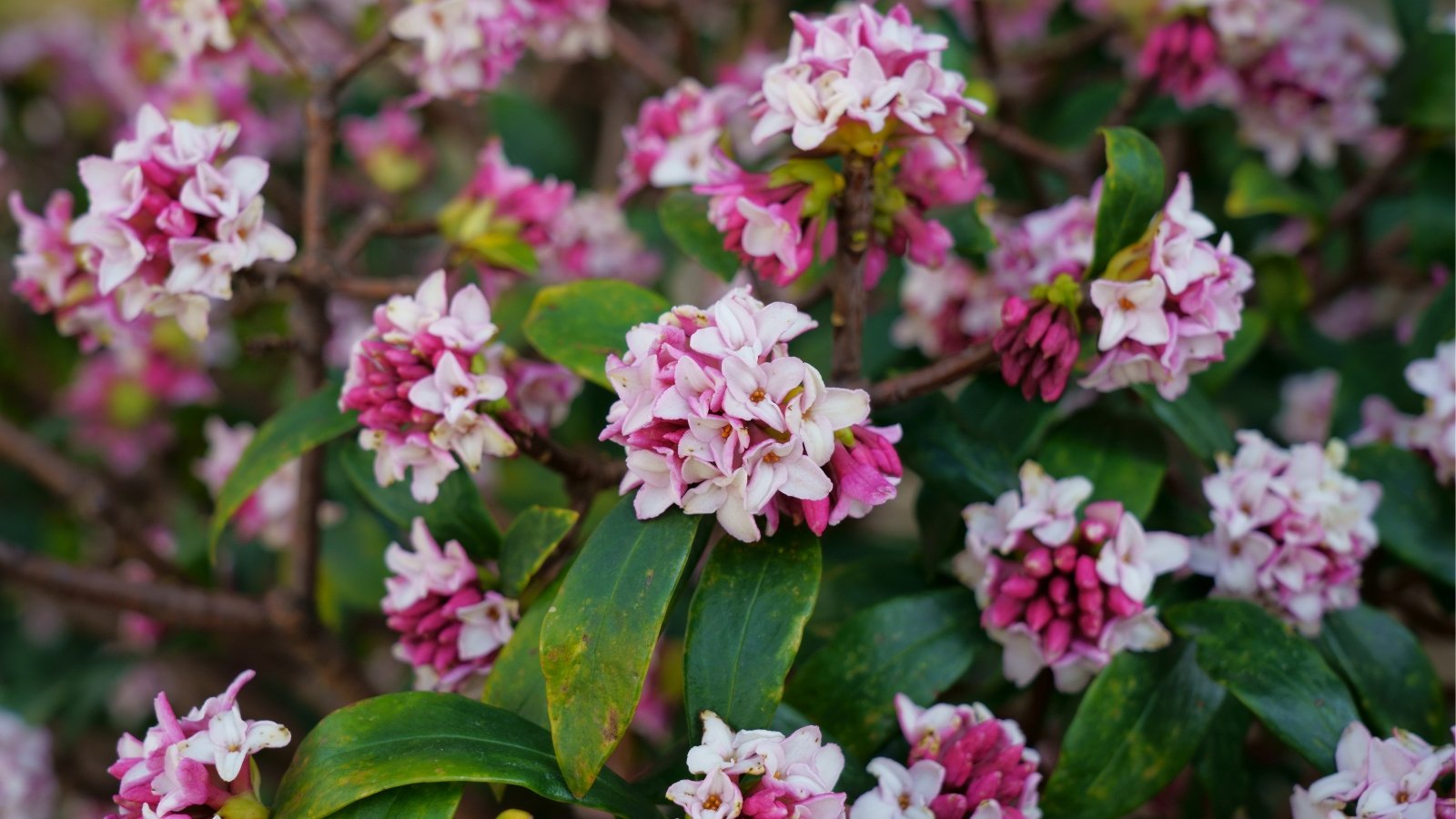 Você está visualizando atualmente Como Plantar, Cultivar e Cuidar de Daphne de Inverno