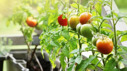 Leia mais sobre o artigo 13 Melhores Variedades de Tomate para Cultivar em Vasos e Recipientes