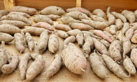 Leia mais sobre o artigo Curando Batatas-doces Adequadamente para Armazenamento