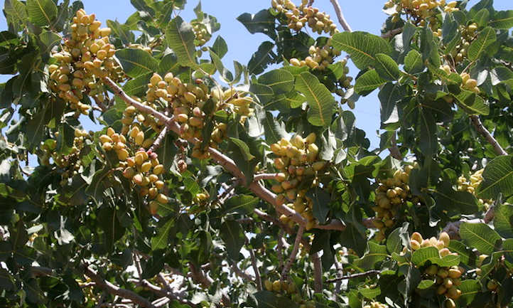 Você está visualizando atualmente Como Plantar, Cultivar e Cuidar de Árvores de Pistache