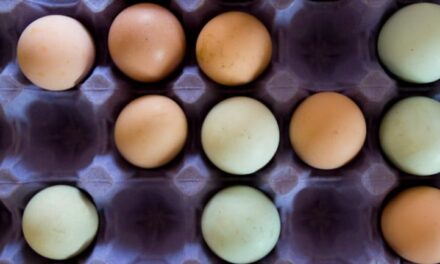 Leia mais sobre o artigo Como Preservar Ovos Para Uso Futuro