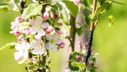 Leia mais sobre o artigo 42 Plantas de Madeira Dura para Propagar no Inverno