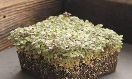Leia mais sobre o artigo Como Cultivar Microgreens de Orégano Rápido e Fácil