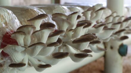 Leia mais sobre o artigo Como Cultivar Cogumelos em Casa: Um Guia para Iniciantes