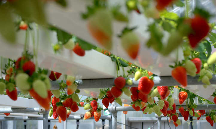 Você está visualizando atualmente Morangos Hidropônicos: Frutas Cultivadas Sem Solo