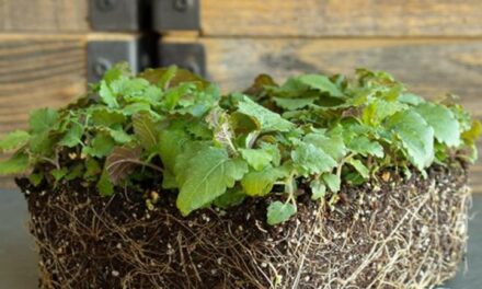 Leia mais sobre o artigo Como Cultivar Microgreens de Erva-Cidreira Rápido e Fácil