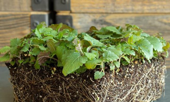 Você está visualizando atualmente Como Cultivar Microgreens de Erva-Cidreira Rápido e Fácil