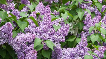 Leia mais sobre o artigo Como Coletar e Cultivar Sementes de Lilás em 7 Passos Simples