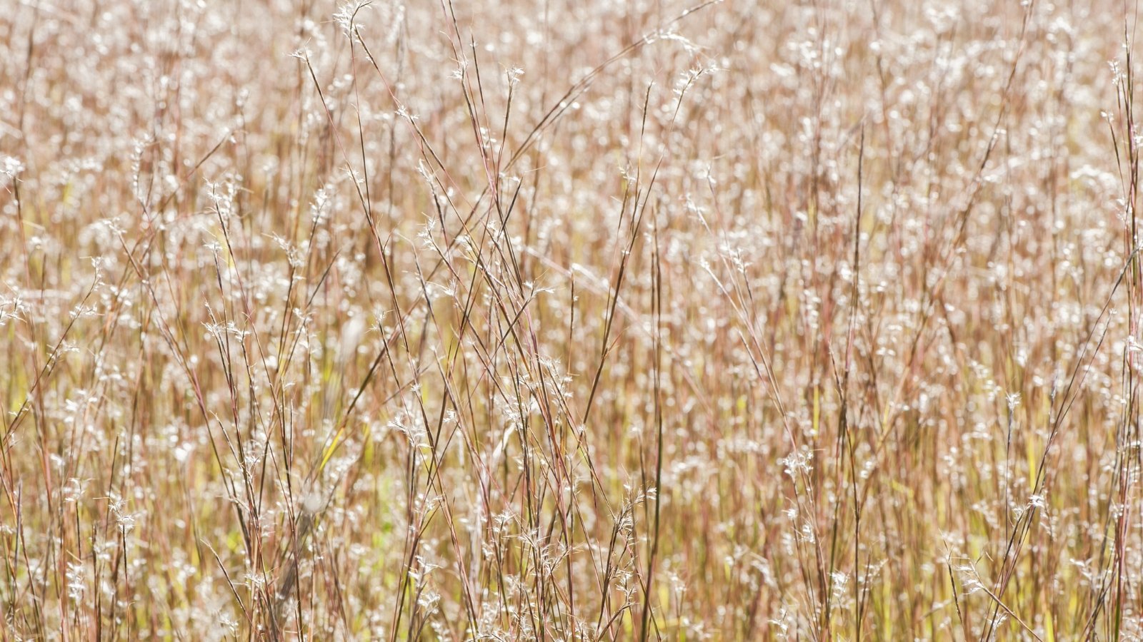 Você está visualizando atualmente Como Plantar, Cultivar e Cuidar do Capim Azul Pequeno