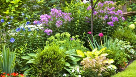 Leia mais sobre o artigo Como e Por Que Adubar Seu Jardim de Flores