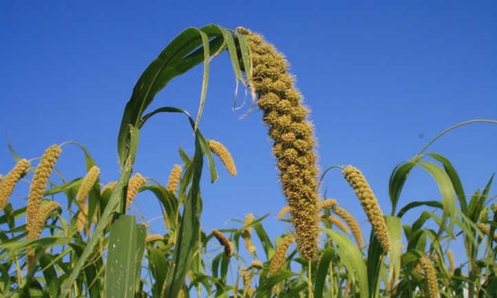 No momento, você está visualizando Dicas para o Cultivo de Milheto: Como Cultivar Milheto para Grãos