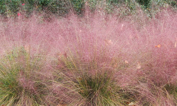 Você está visualizando atualmente Muhlenbergia Capillaris: A Perfeita Grama Rosa Muhly