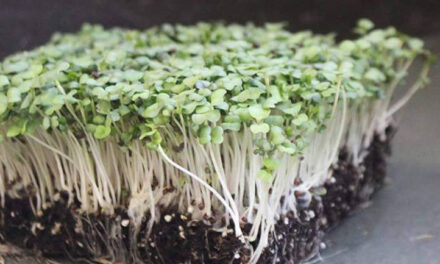 Leia mais sobre o artigo Como Cultivar Microgreens de Nabo Rápido e Facilmente