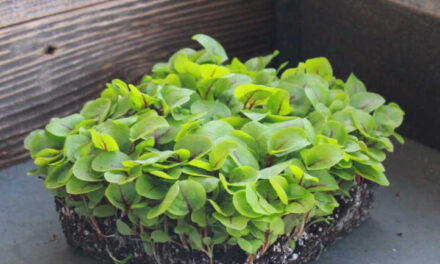 Leia mais sobre o artigo Como Cultivar Microgreens de Azedinha de Forma Rápida e Fácil