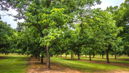 Leia mais sobre o artigo Como Plantar, Cultivar e Cuidar de Árvores de Noz-Pecã