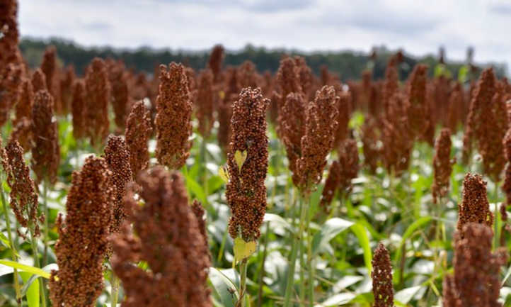 Você está visualizando atualmente Planta de Sorgo: Alimento, Silagem e Mais