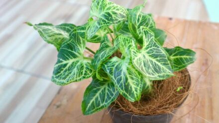 Leia mais sobre o artigo Como Plantar, Cultivar e Cuidar de Syngonium (Jiboia)