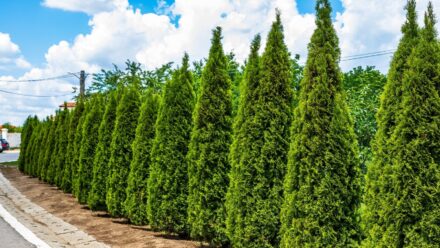 Leia mais sobre o artigo Como Plantar, Cultivar e Cuidar de Arborvitae