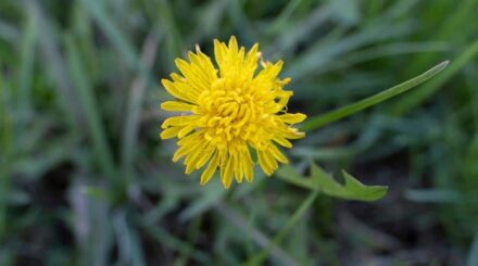 Leia mais sobre o artigo 21 Ervas Daninhas com Flores Amarelas: Identificação e Imagens