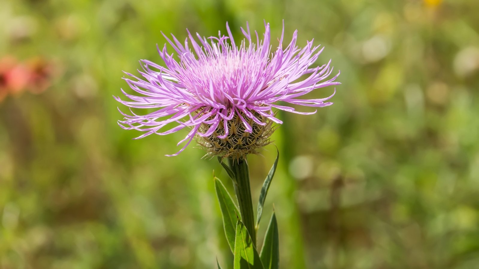 Você está visualizando atualmente Como Plantar, Cultivar e Cuidar da Flor da Cesta Americana