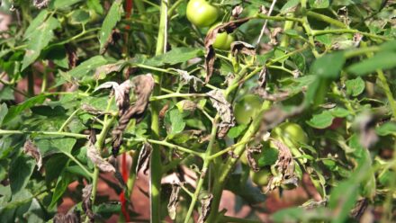 Leia mais sobre o artigo Murcha Bacteriana em Tomates: Identificação e Prevenção