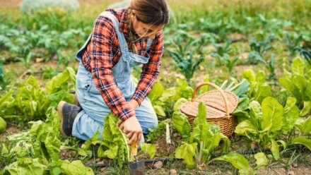 Leia mais sobre o artigo 31 Dicas para Começar Seu Novo Jardim com um Orçamento Limitado