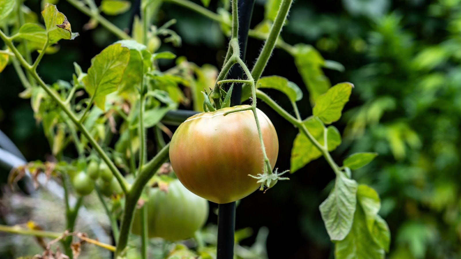 Você está visualizando atualmente Um Guia Completo para Criar seus Próprios Tomates Híbridos