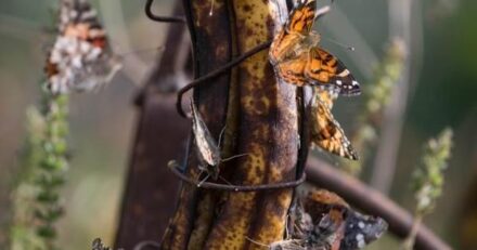 Leia mais sobre o artigo Aqui Está o Motivo para Pendurar uma Banana Maduro no seu Jardim