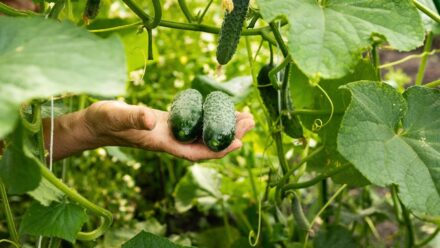 Leia mais sobre o artigo 8 Variedades de Pepino Resistentes a Doenças para Jardineiros Domésticos