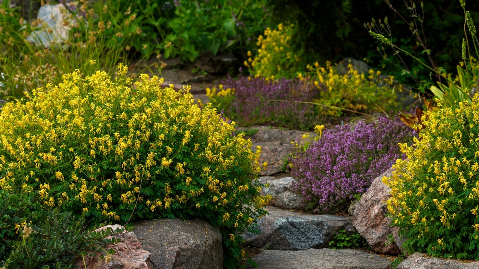 Você está visualizando atualmente 25 Melhores Plantas para Jardins de Sombra Seca