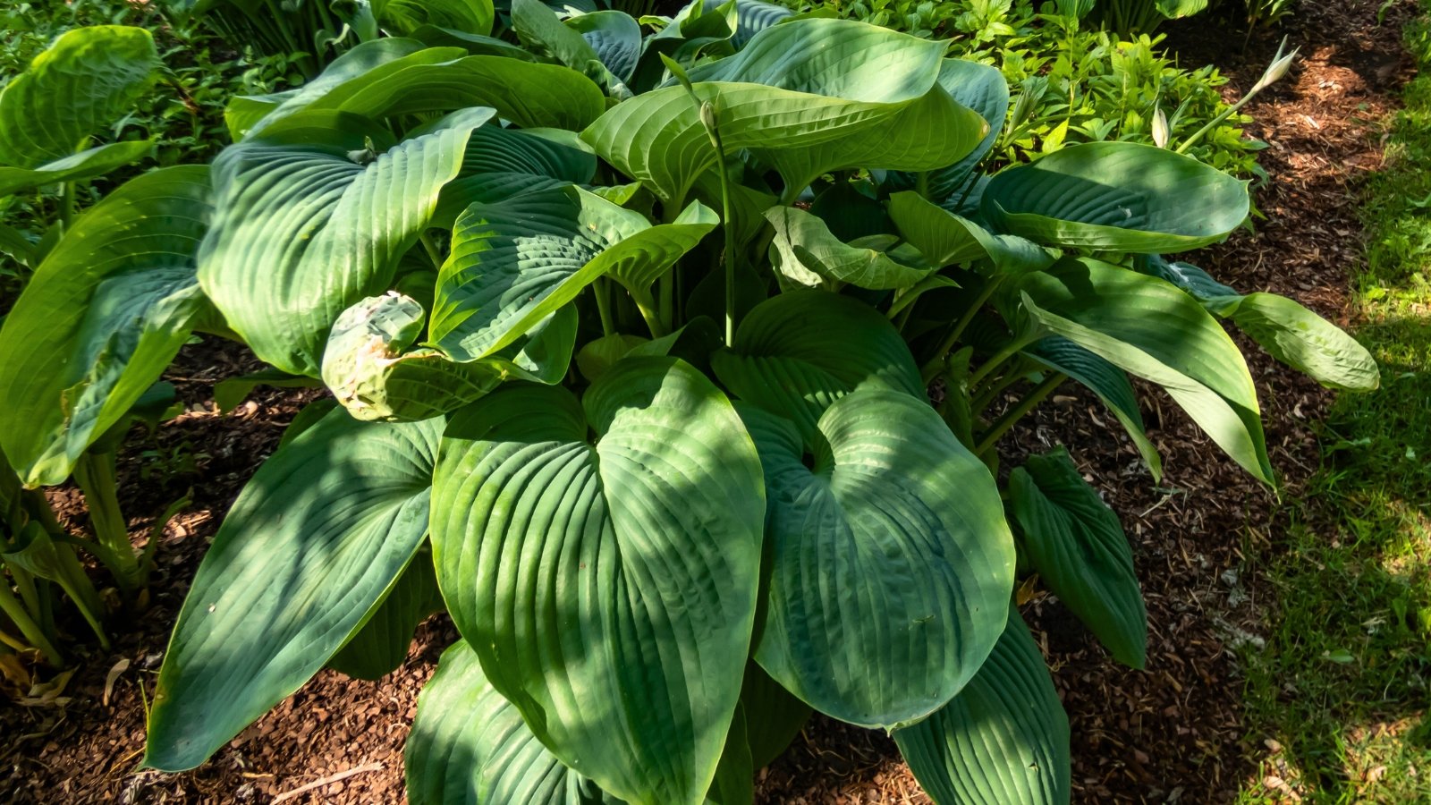 Você está visualizando atualmente Como Plantar, Cultivar e Cuidar da Hosta ‘Empress Wu’