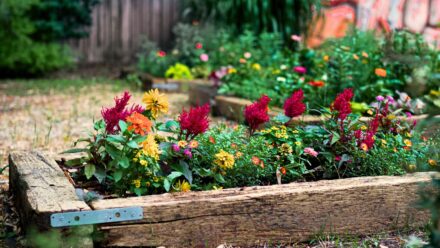 Leia mais sobre o artigo 7 Dicas para Cultivar Flores Abundantes em Canteiros Elevados