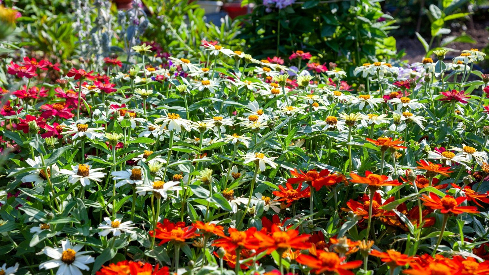 Você está visualizando atualmente 10 Designs de Jardins para Diferentes Esquemas de Cores