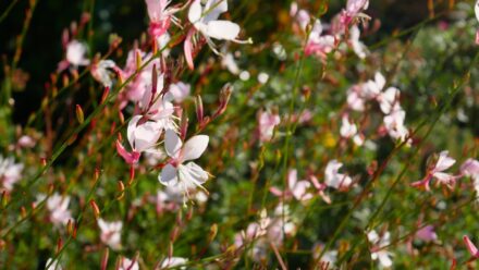 Leia mais sobre o artigo 11 Diferentes Tipos de Flores Gaura Para o Seu Jardim