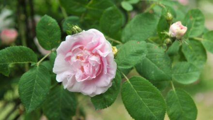 Leia mais sobre o artigo Como Plantar, Cultivar e Cuidar das Rosas Great Maiden’s Blush