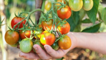 Leia mais sobre o artigo É possível cultivar tomates na sombra?